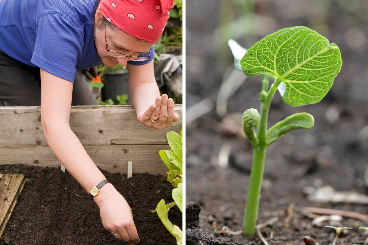 Two photos, one of a woman planting seeds in a raised garden bed, the other of a bean seedling