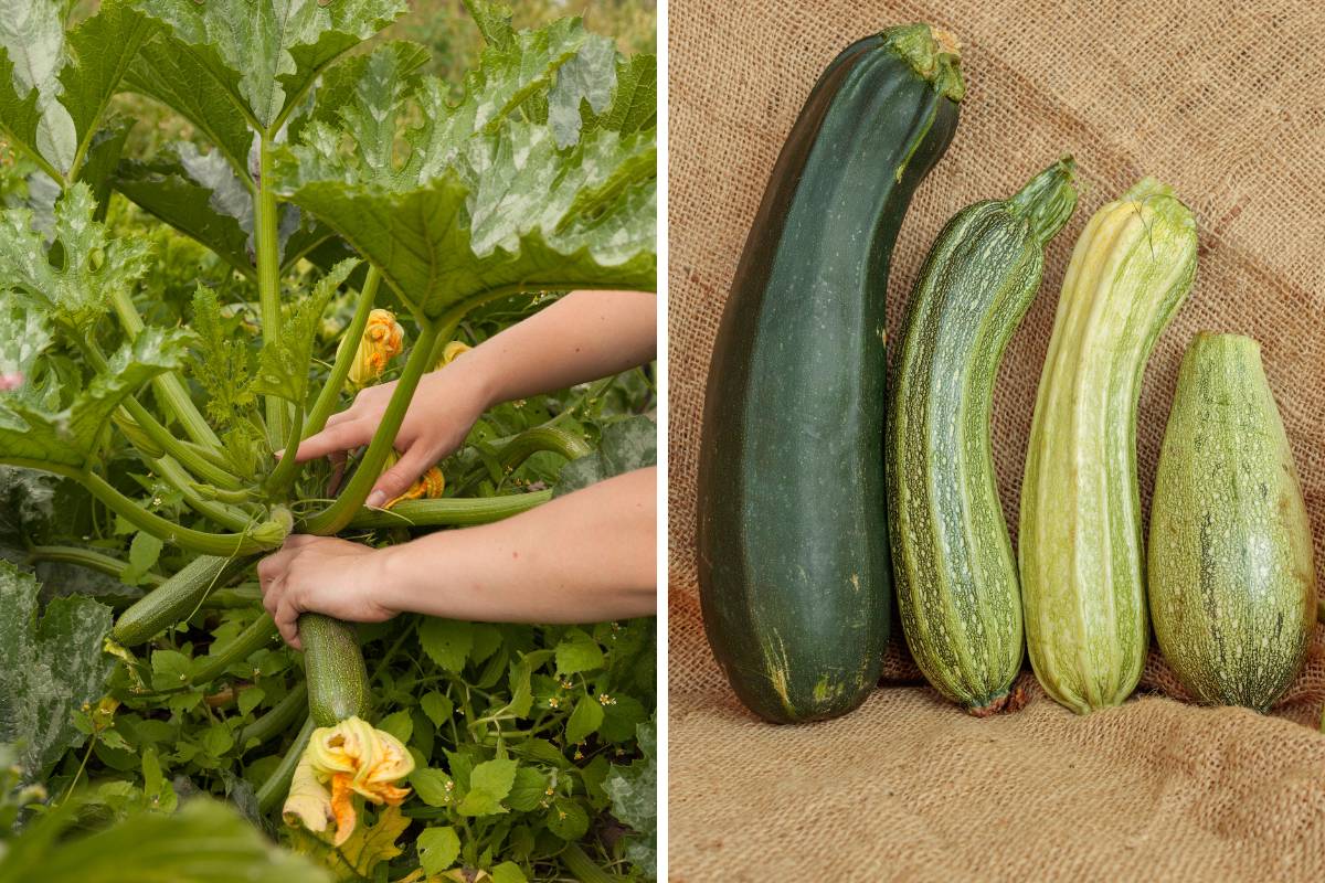 A photo of a woman's hands harvesting zucchini from a plant that's been trained to grow vertically