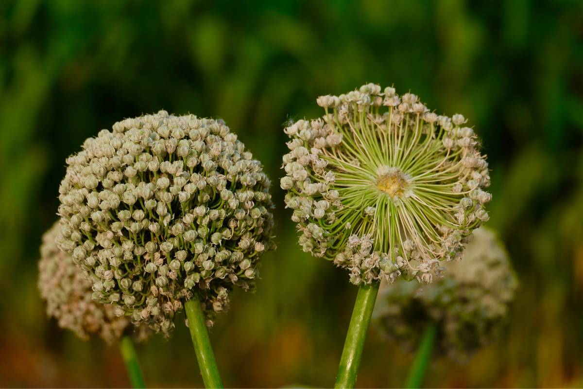 Two spherical seed heads of onion plants showing the dried flowers and black seeds