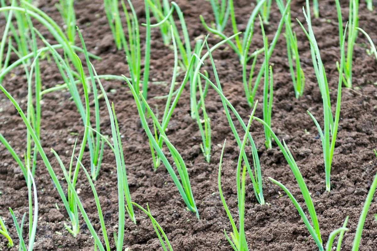 Bunching onion seedlings growing in a garden.