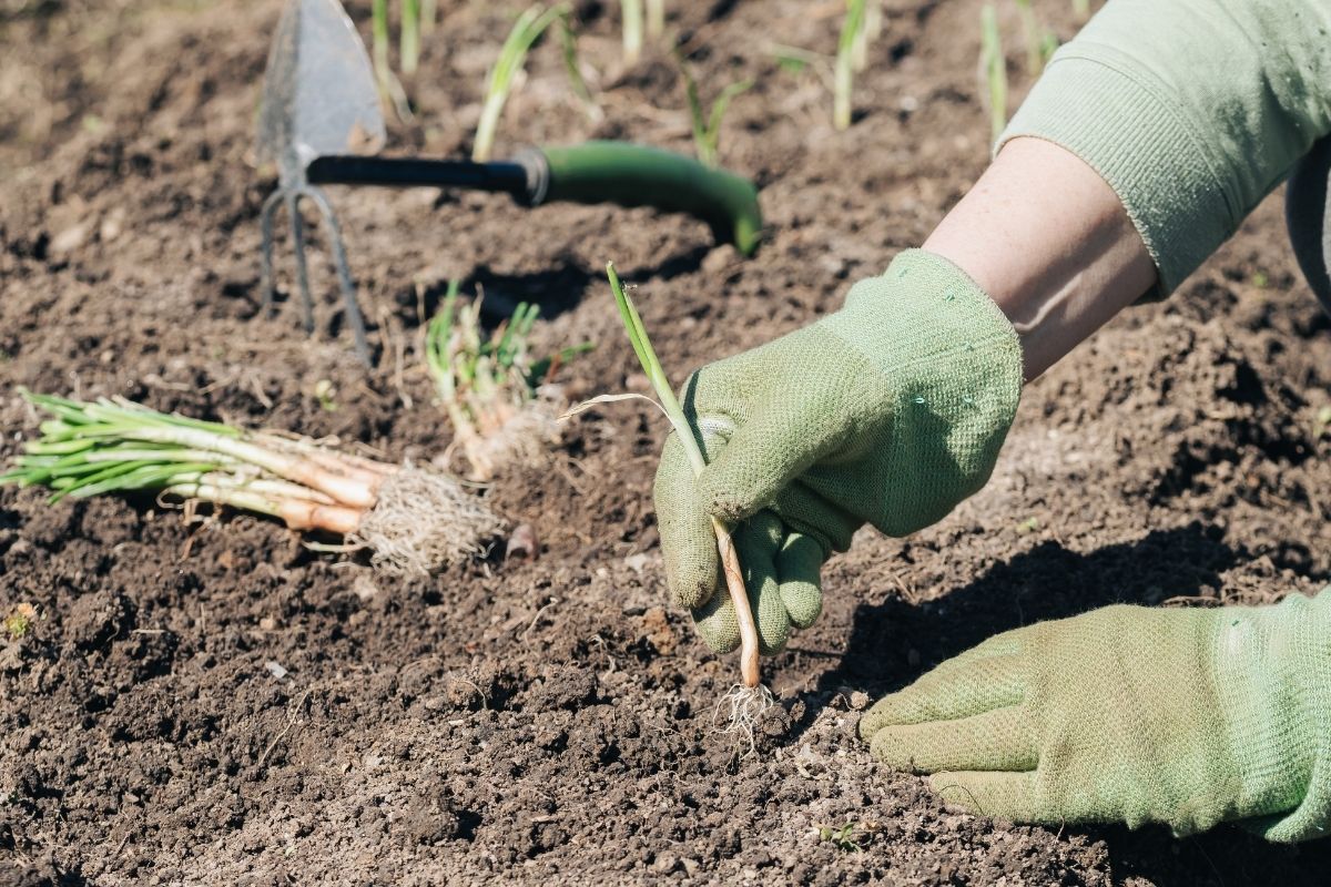 A gardener planting onion seedlings