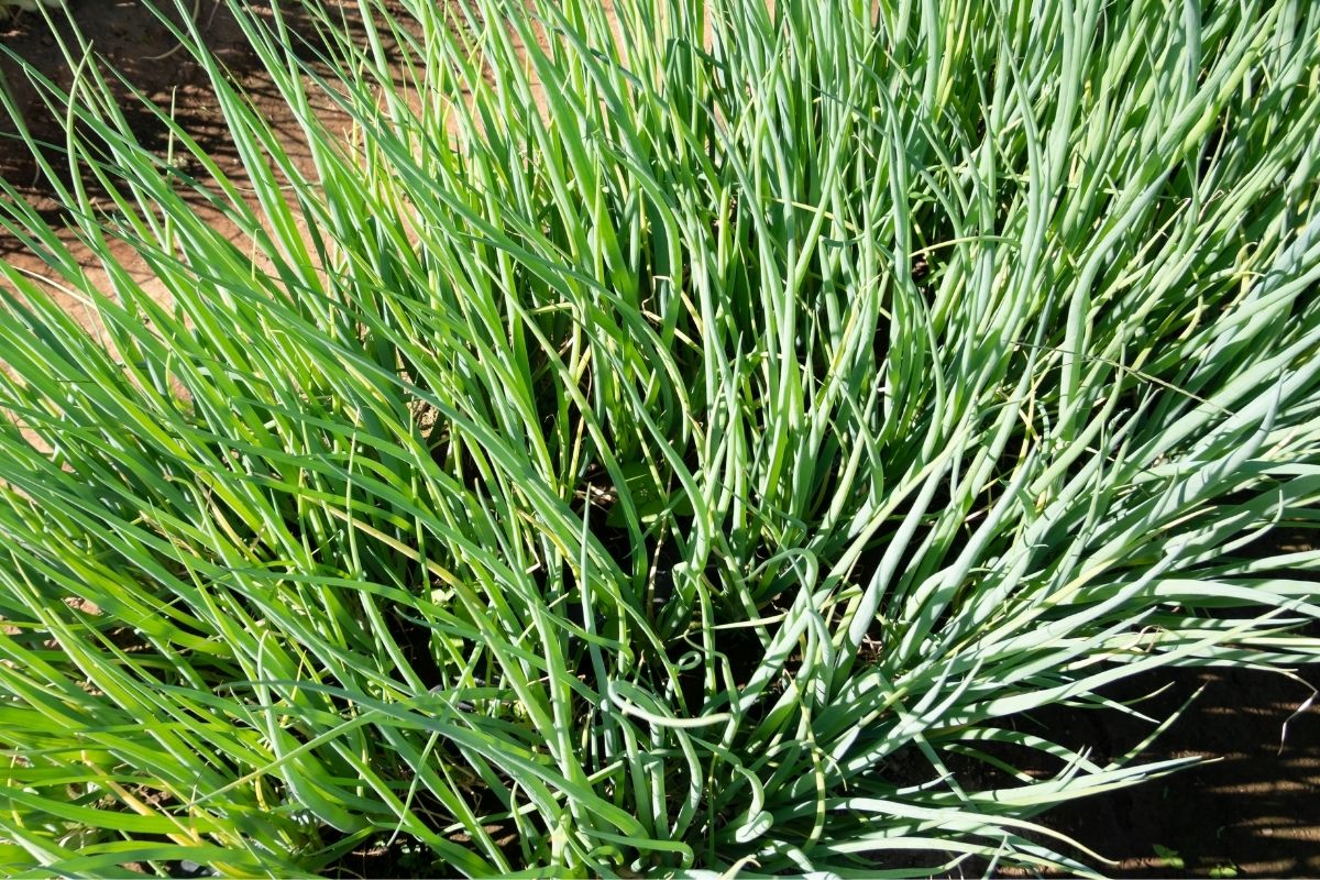 Mature bunching onion plants