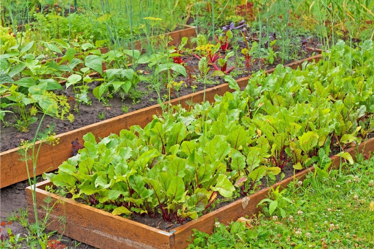 A vegetable garden with raised beds in summer.