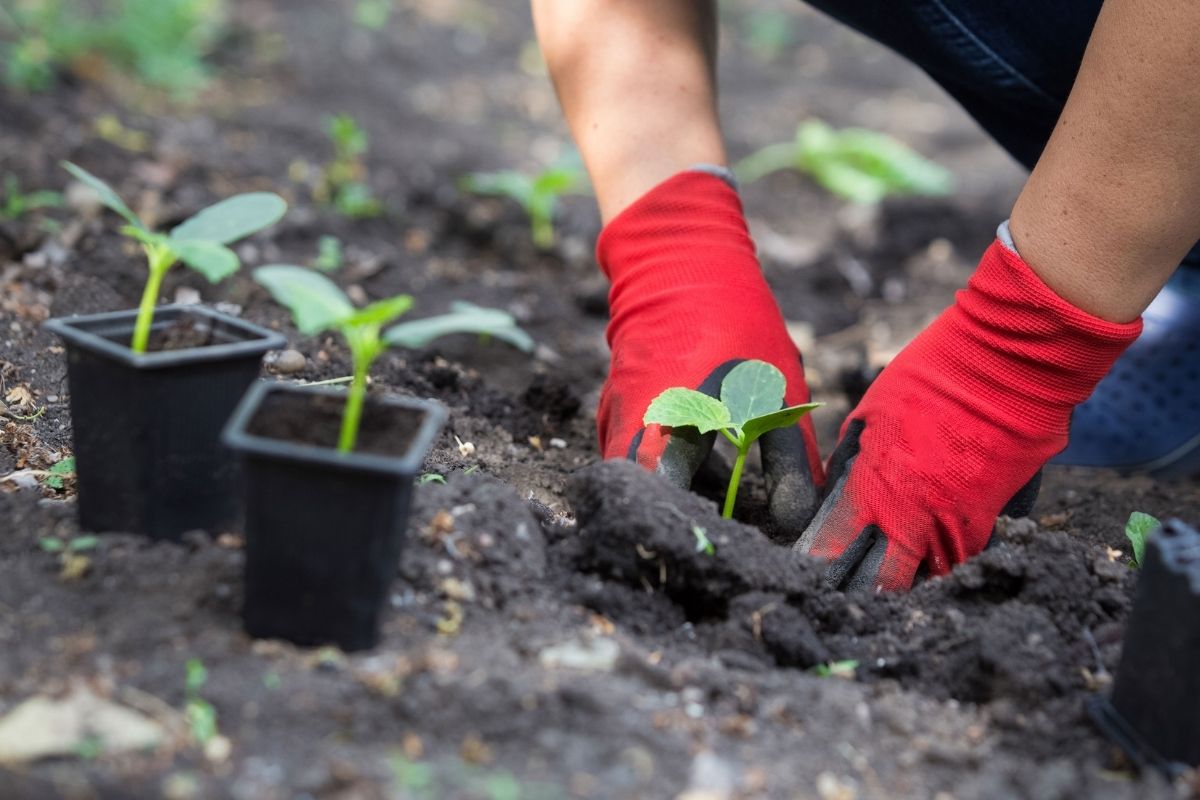 Person wearing gardening gloves planting a seedling