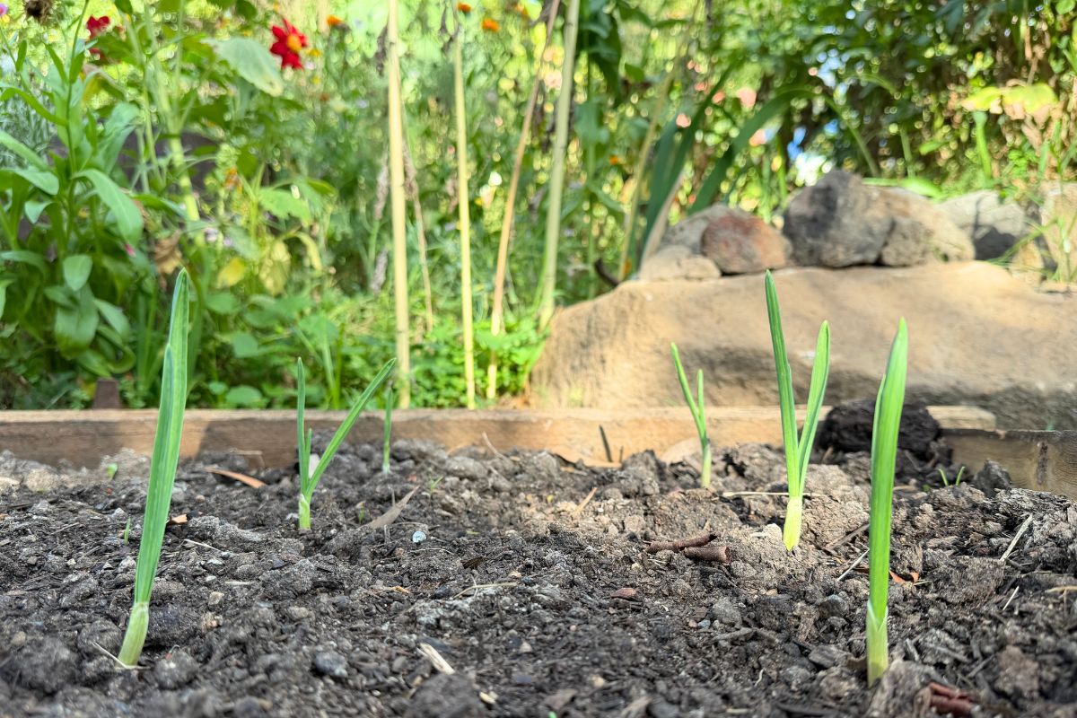 Garlic sprouts