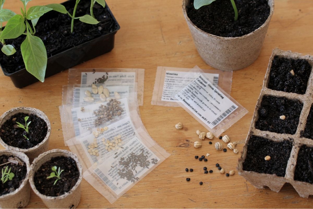 A selection of seeds, seed packets and gardening equipment