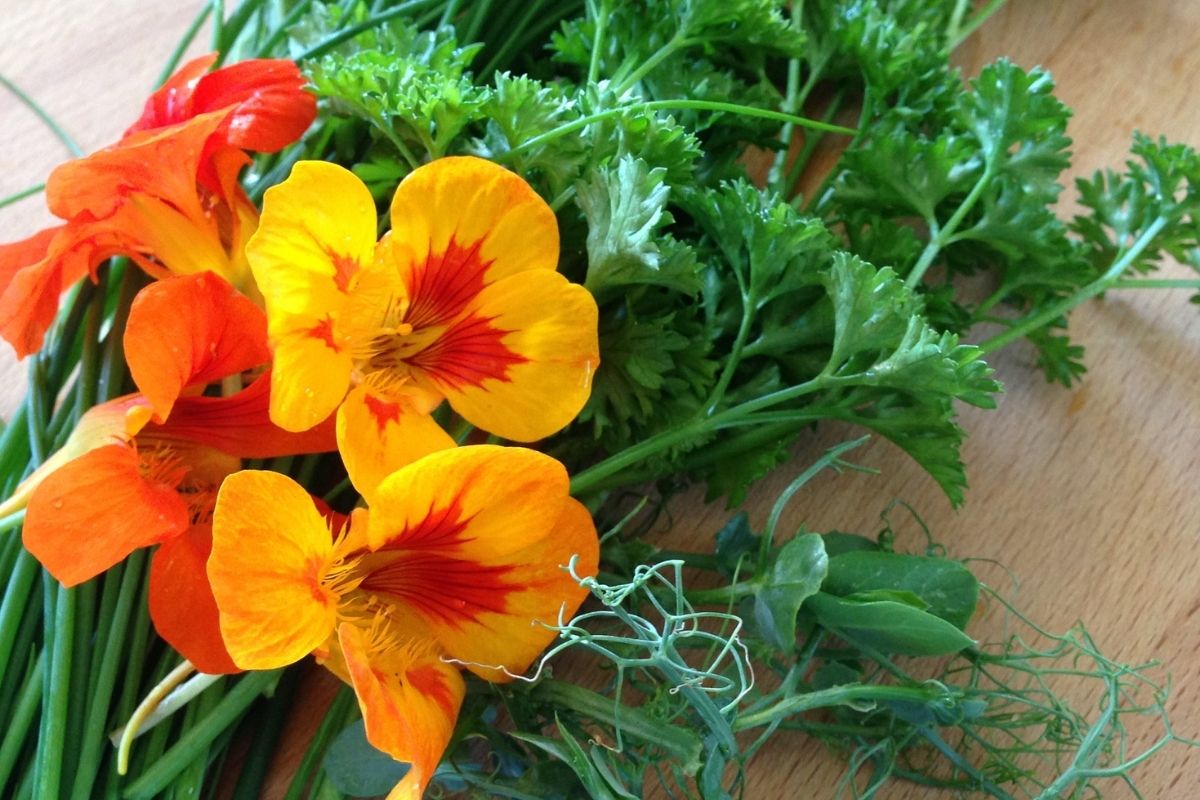 Nasturtiums with herbs on a cutting board