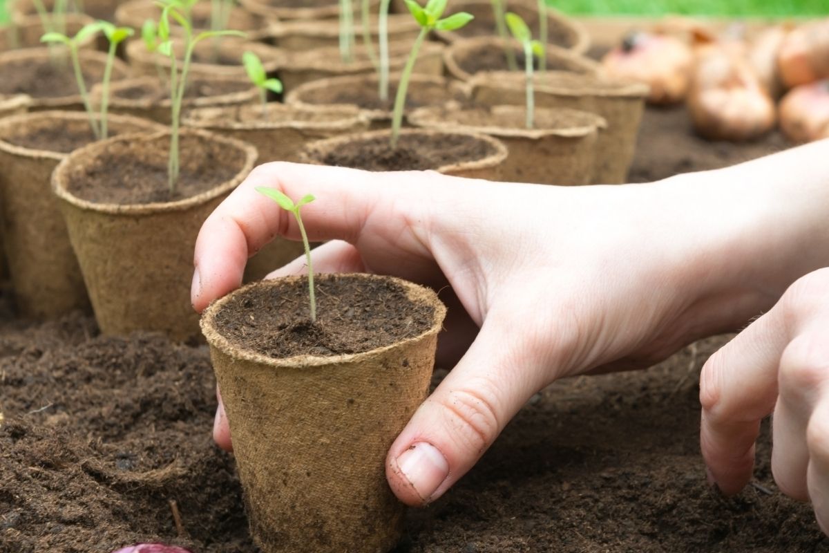 Seedlings growing in round jiffy pots