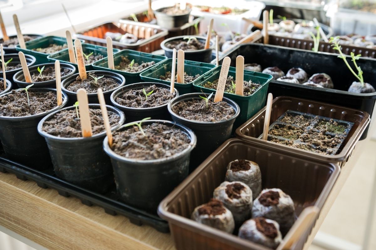 Seedlings growing indoors in a variety of containers including coir pellets and plastic punnets