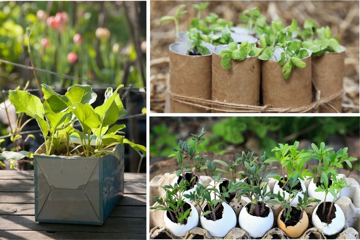 Seedlings growing in a variety of repurposed containers including eggshells, a milk carton and toilet rolls