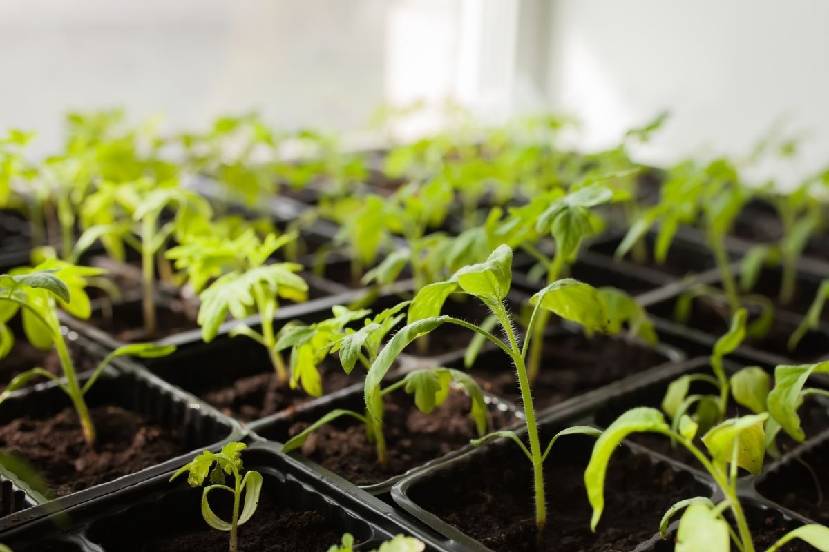 Seedling growing in a seedling tray