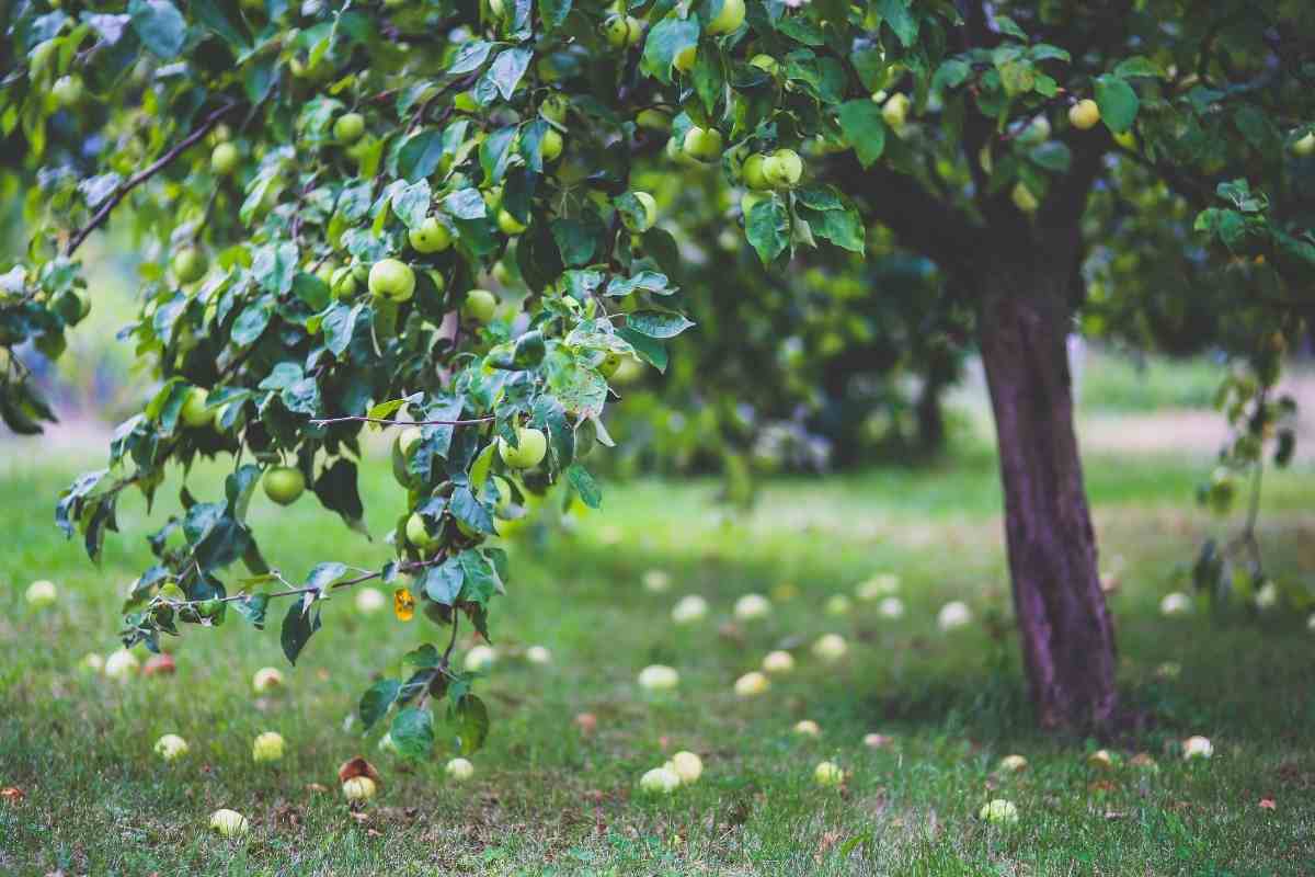 Fruit tree with fallen fruit