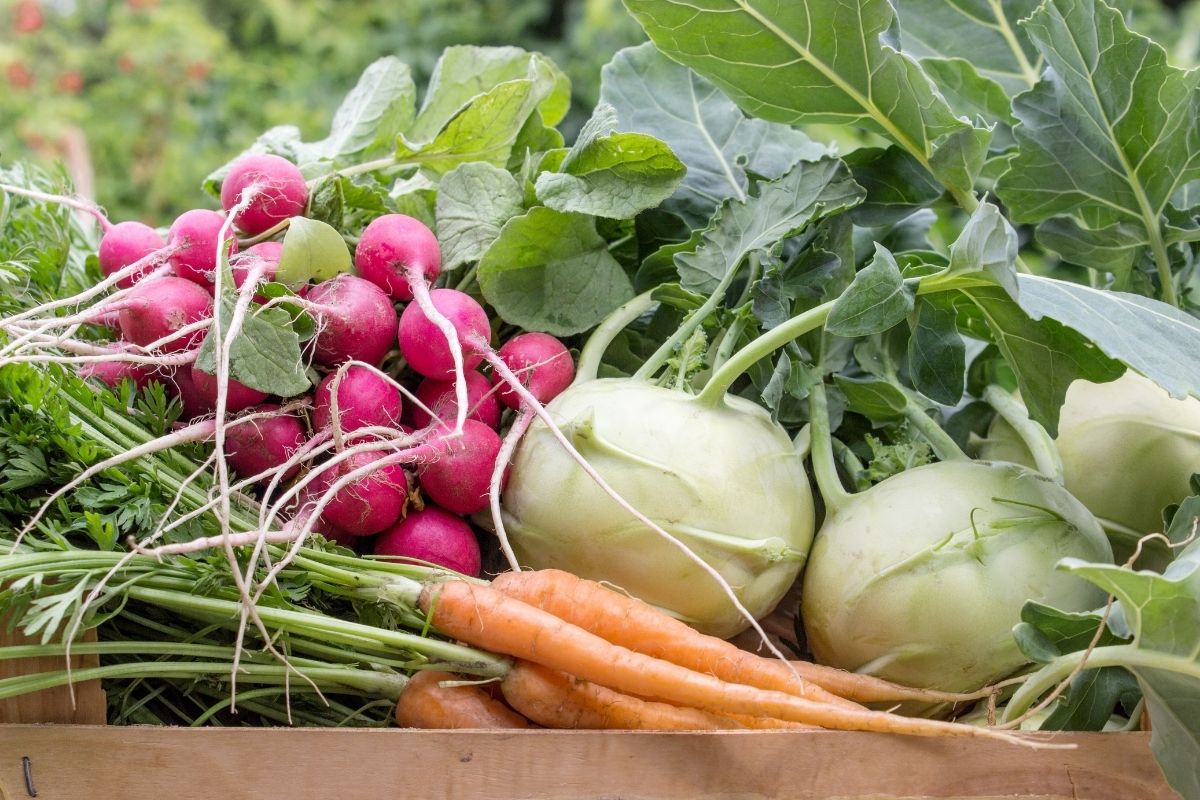 Radish, carrots and kohlrabi harvested in spring