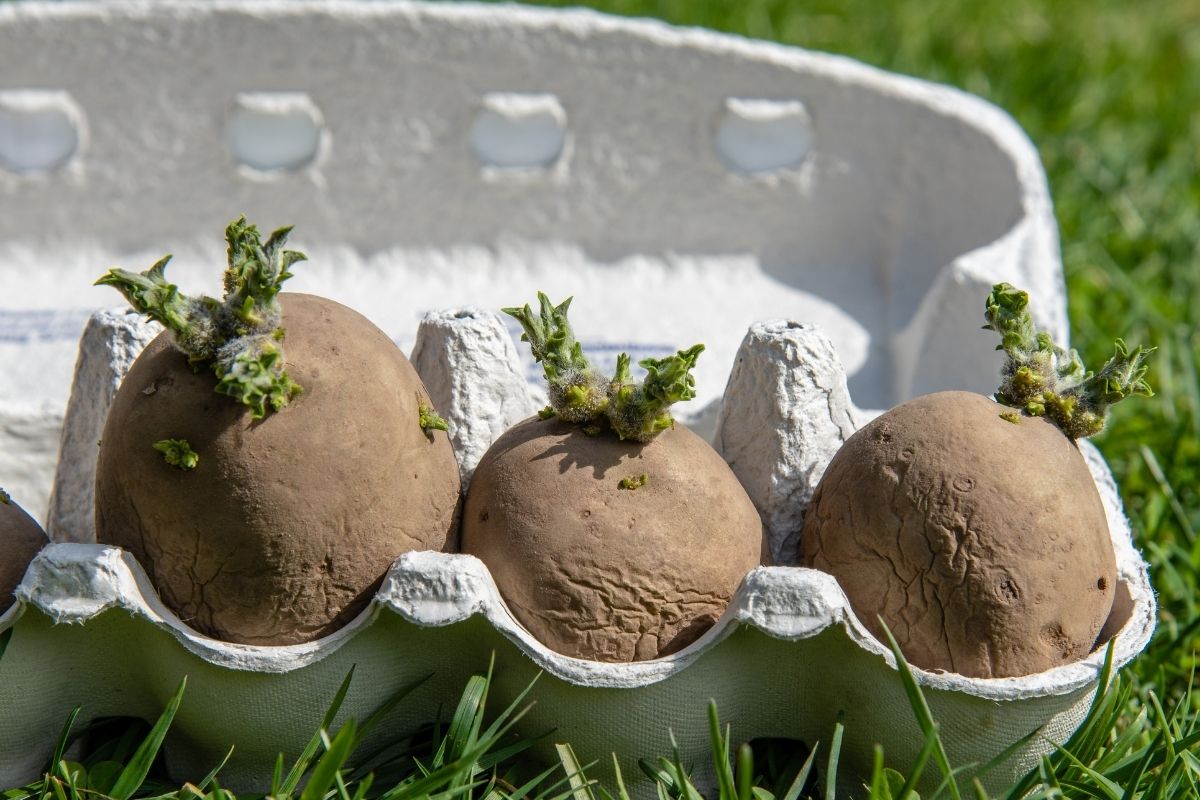 Potatoes chitting in an old egg carton