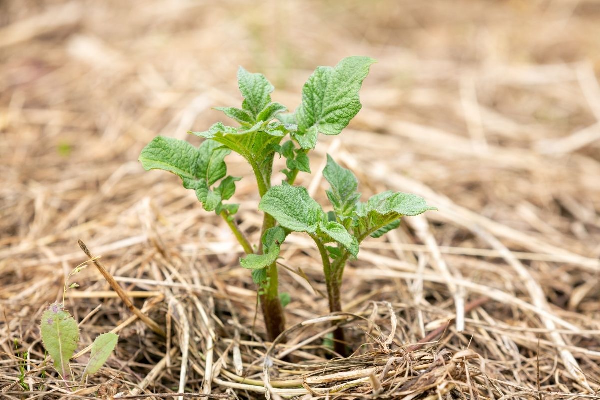 A young potato plant in a garden