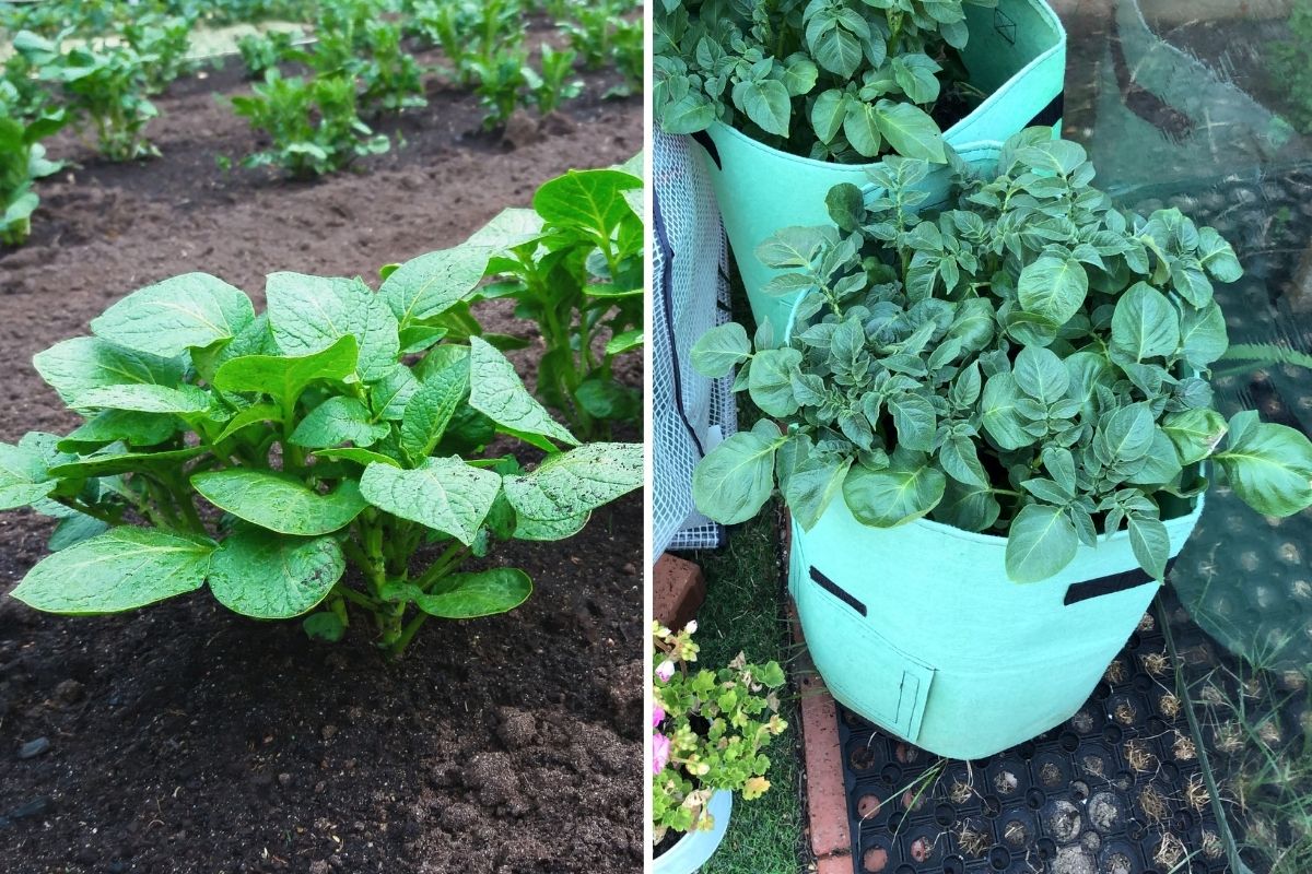 Potato plants growing in a garden and in a grow bag