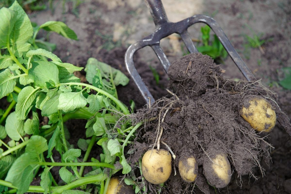 Potatoes being harvested in a home garden