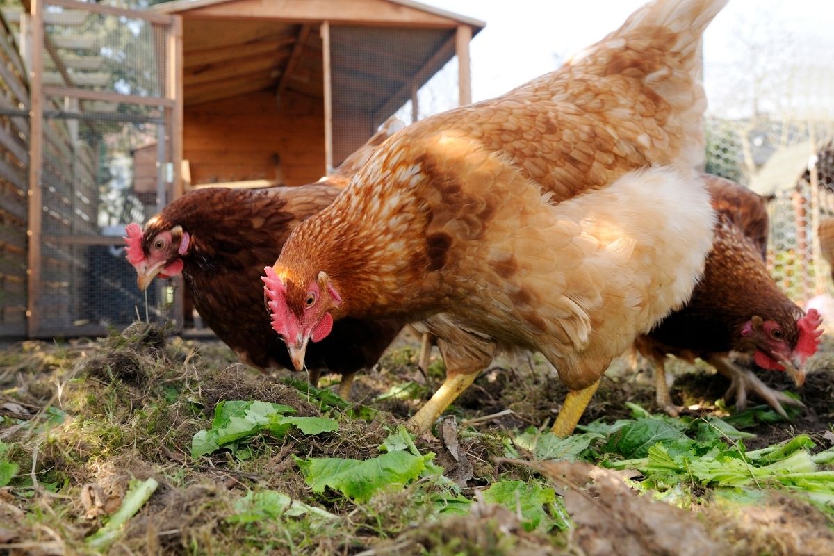 Chickens in a coop pecking at leafy green leaves