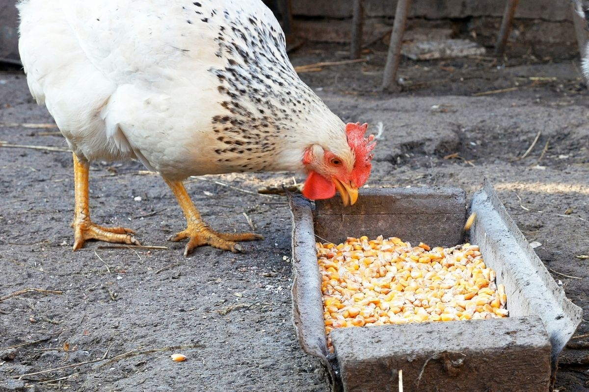 A chicken eating dried corn kernels