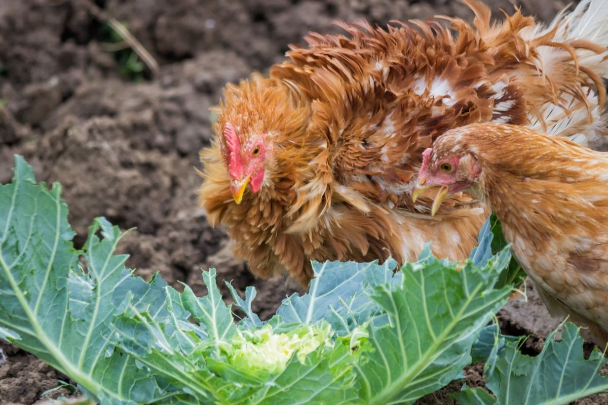 Chickens pecking a cabbage