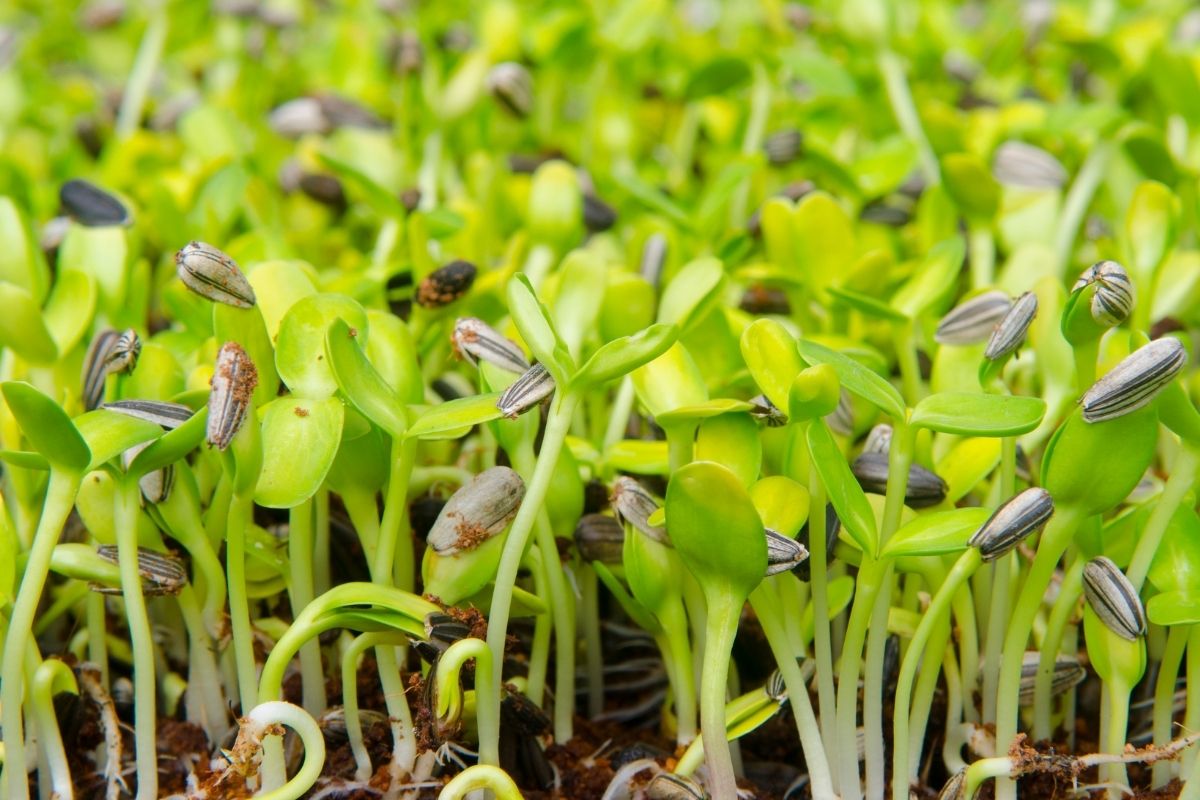 Fresh sprouts