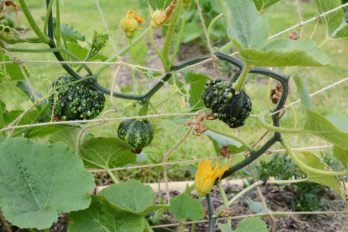 A gourd vine growing on a trellis with small fruit forming