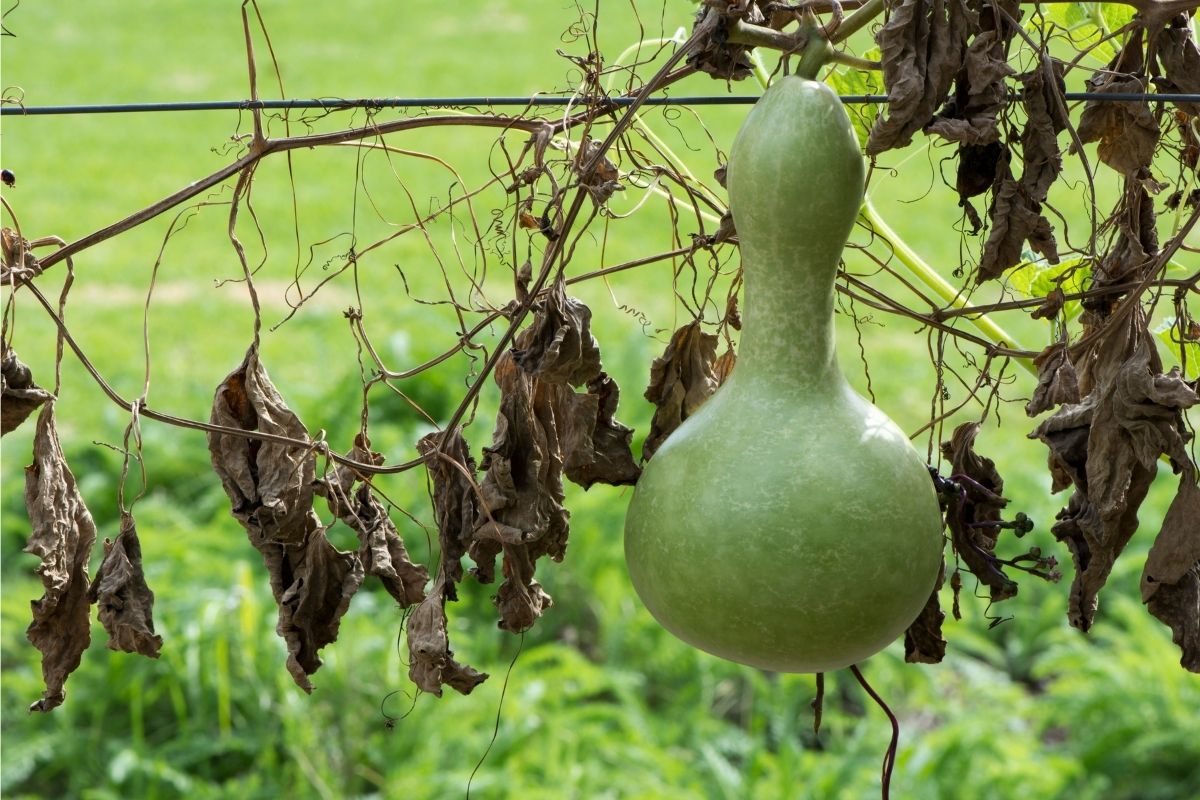 A bottle gourd left to dry on a dying vine