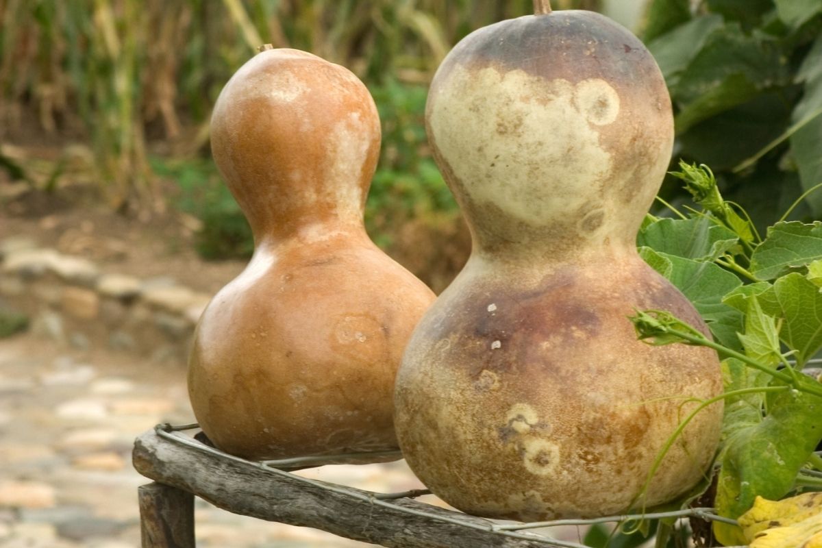 Bottle gourds drying outdoors on a wire rack