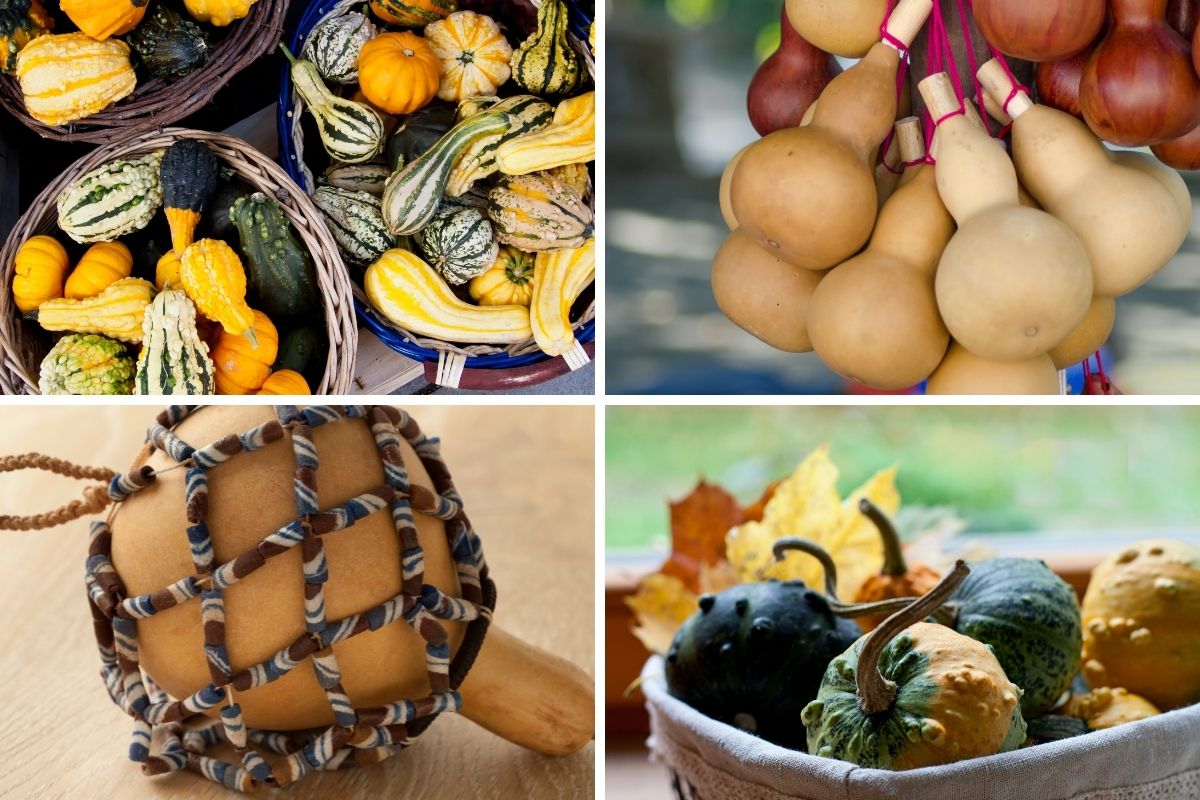 A variety of gourds used as decorations