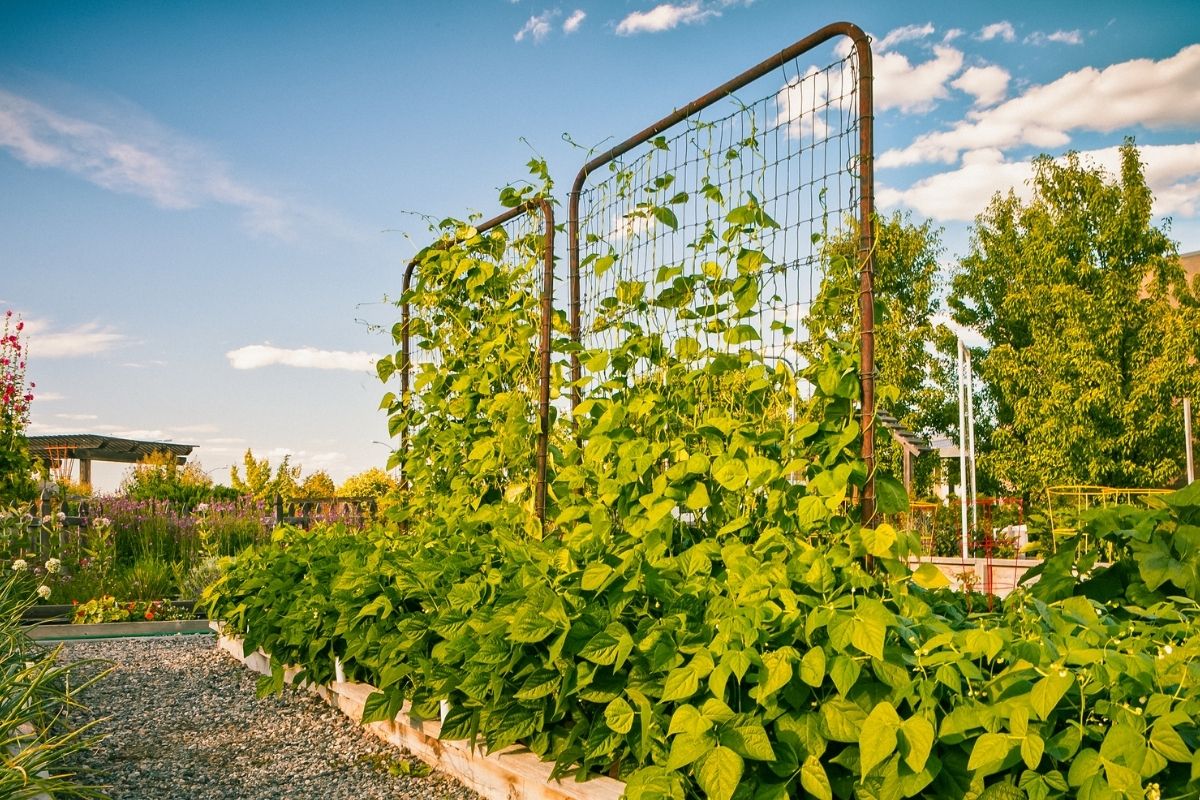 A vegetable garden with bean plants growing up a wire trellis