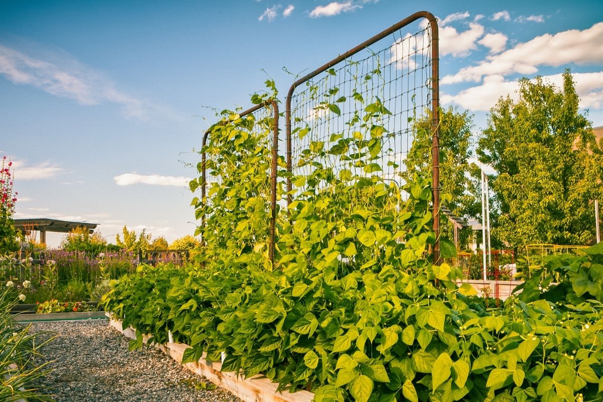 A vegetable garden with bean plants growing up a wire trellis
