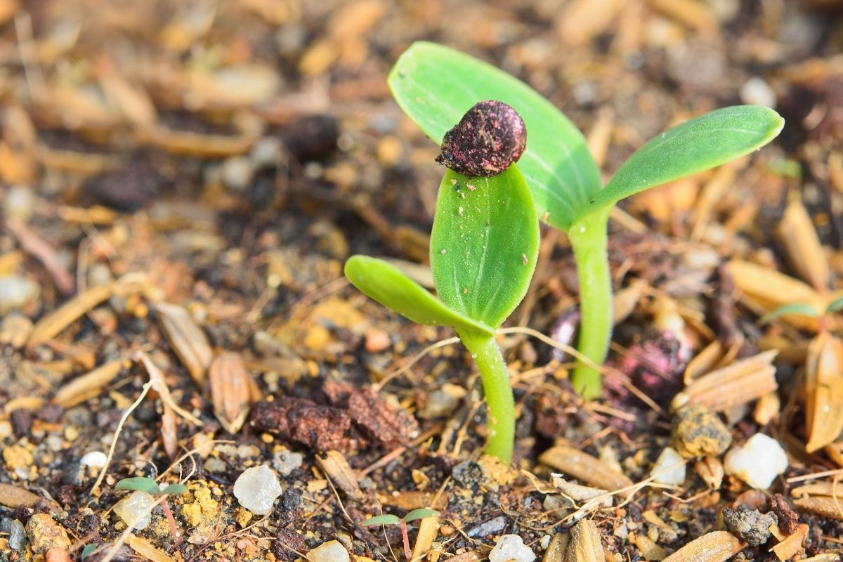 Young watermelon seedlings