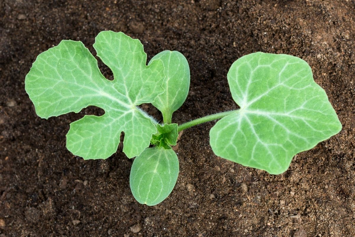 A healthy watermelon seedling