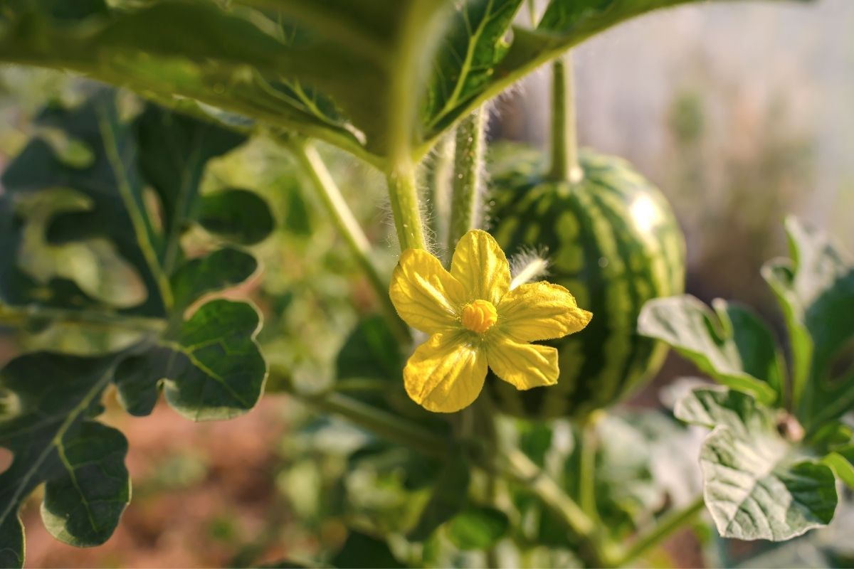 A watermelon vine with a flower and a small fruit