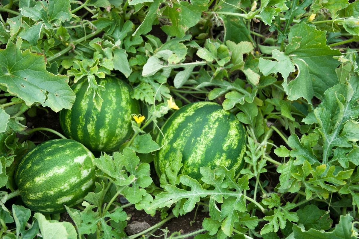 Watermelons growing on a vine in a garden