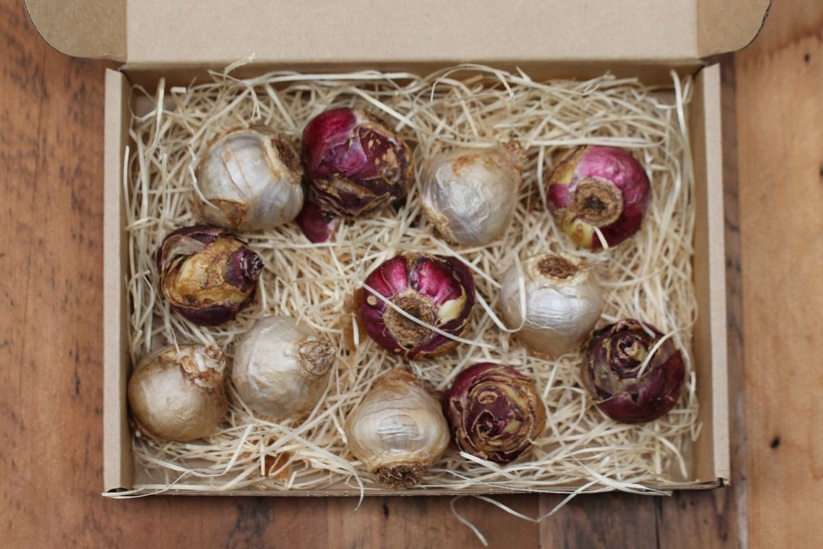 The inside of a gift box with wood wool and 12 hyacinth bulbs.