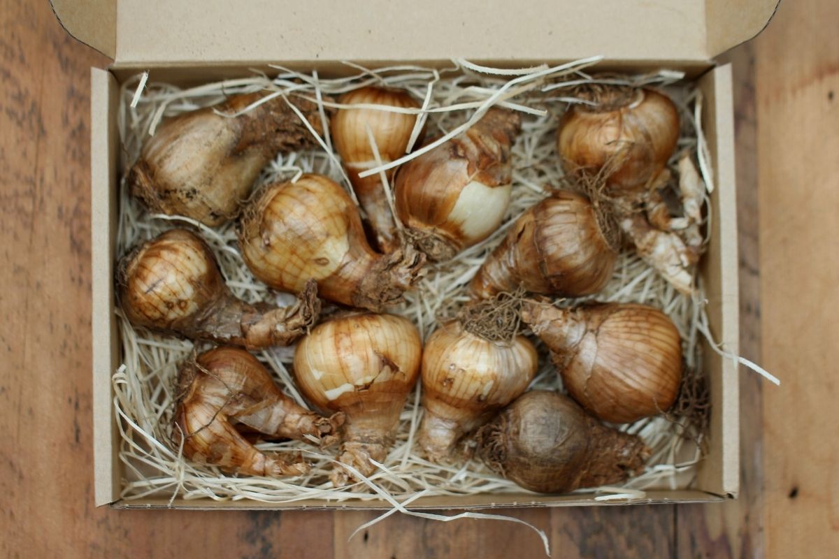 The inside of a gift box with wood wool and 12 daffodil bulbs.