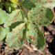 A severe chocolate spot infection on a broad bean leaf