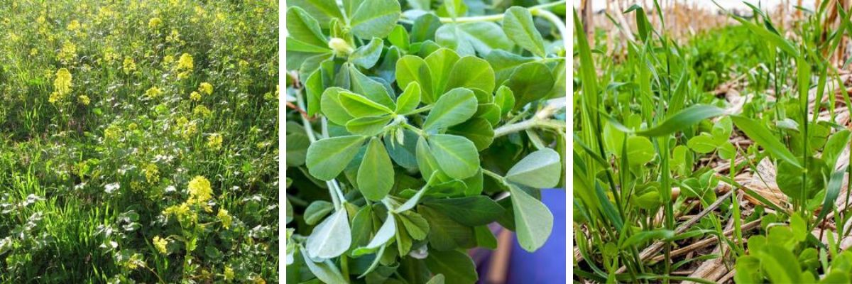 A selection of green manures including biofumigation mix with yellow flowers and fenugreek