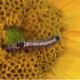 Worms eating flowers