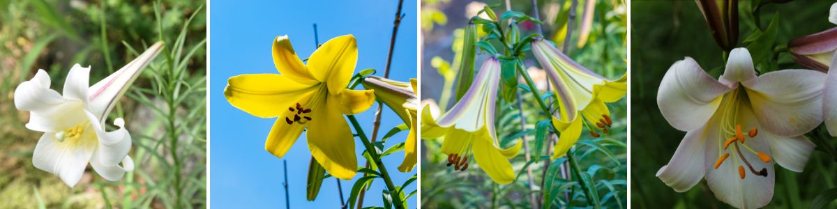 A selection of trumpet lilies