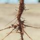 Root rot