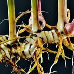 Rotten rhizomes