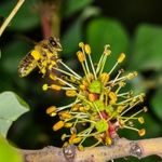 Carob flower dioecious