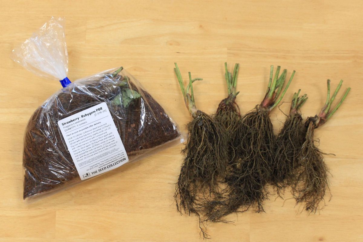 Examples of strawberry runners and runners labelled and packed in coir