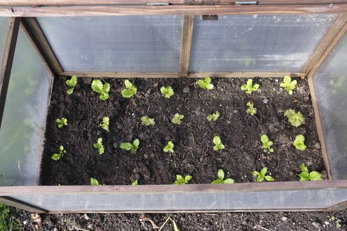 A cold frame planted out in with lettuce seedlings in neat rows