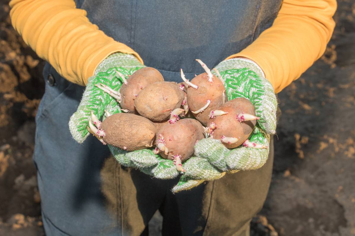 A photo of a gardener wearing gloves with their hands full of sprouting seed potatoes