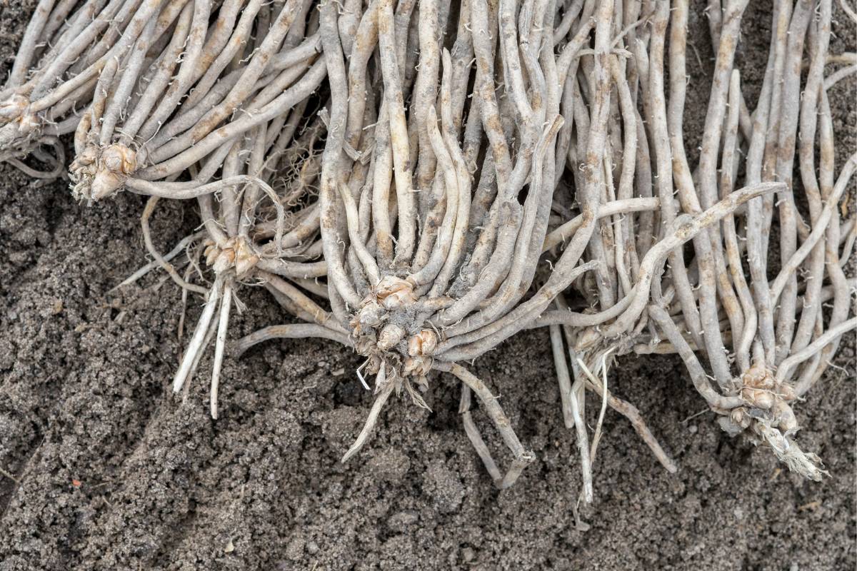 A photo of several bare-rooted asparagus crowns sitting on some just-tilled soil