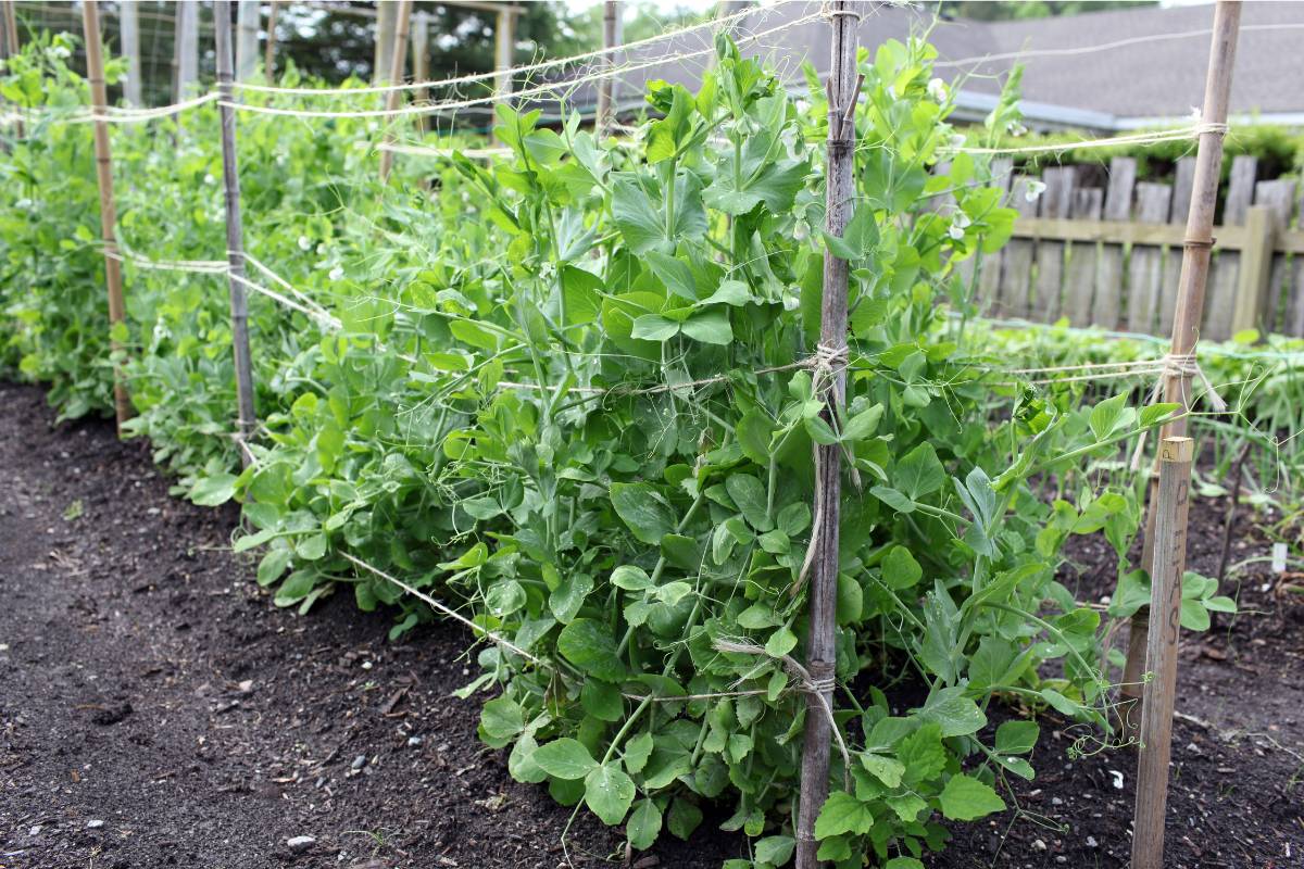 A row of pea plants corraled by strings strung between bamboo canes in a vegetable garden.