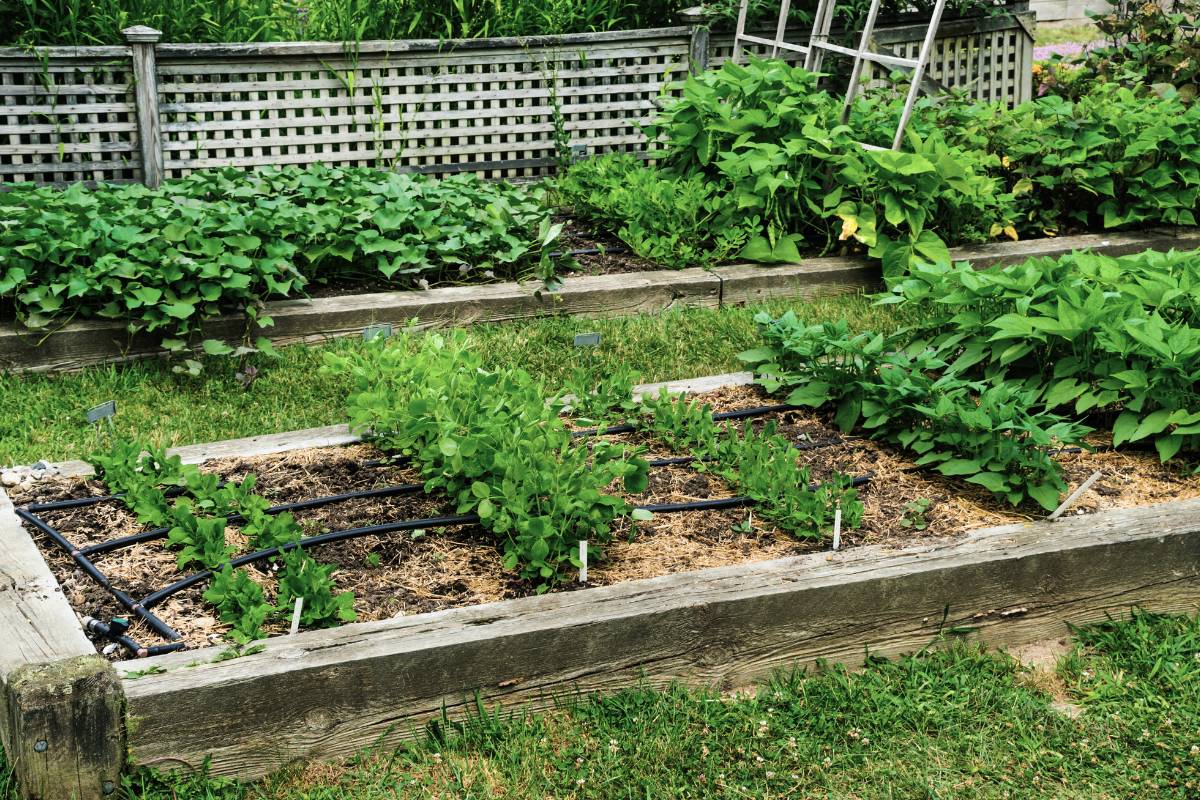 A neatly planted vegetable garden in mid-winter, with peas growing up a trellis and rows of lettuce and other leafy vegetables.